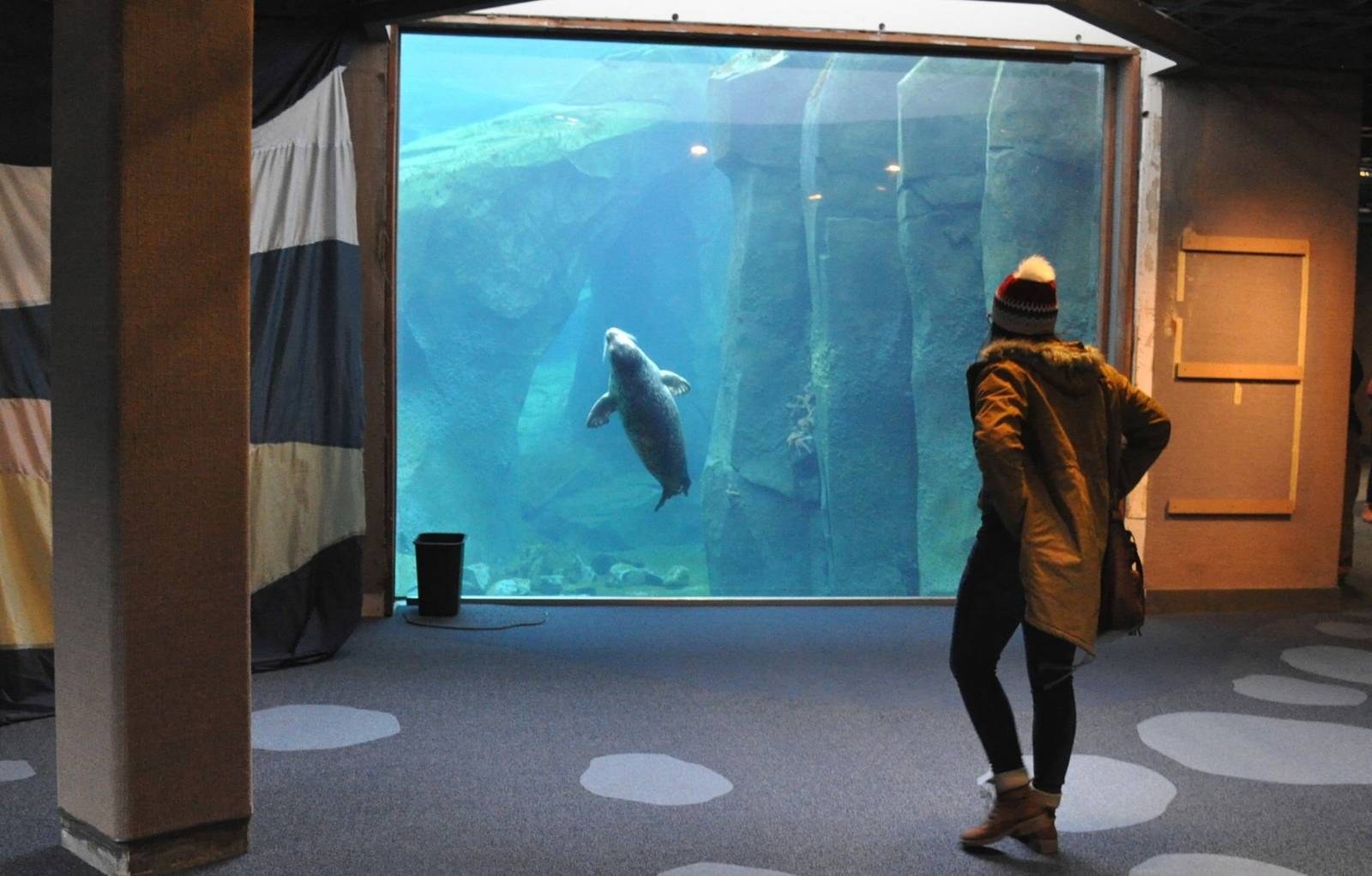 Pacific Harbor Seal Exhibit