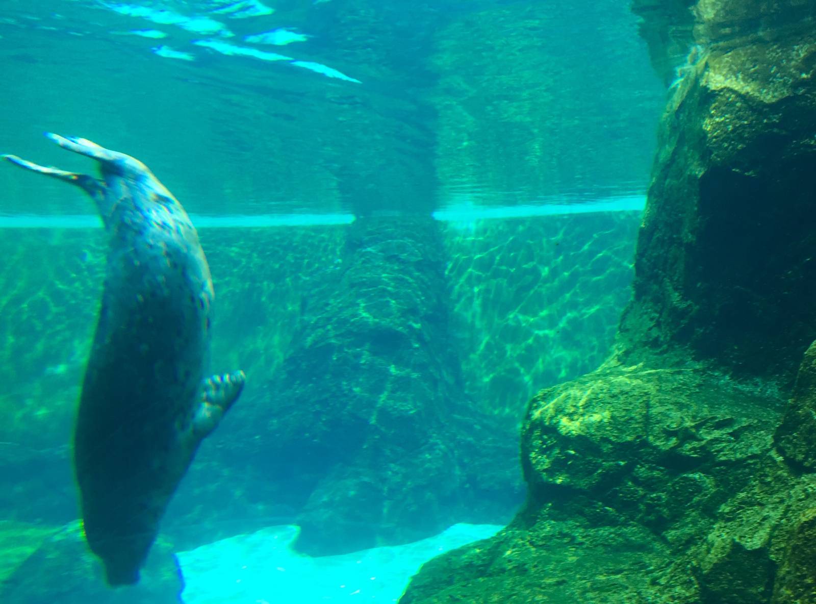 Pacific Harbor Seal Exhibit