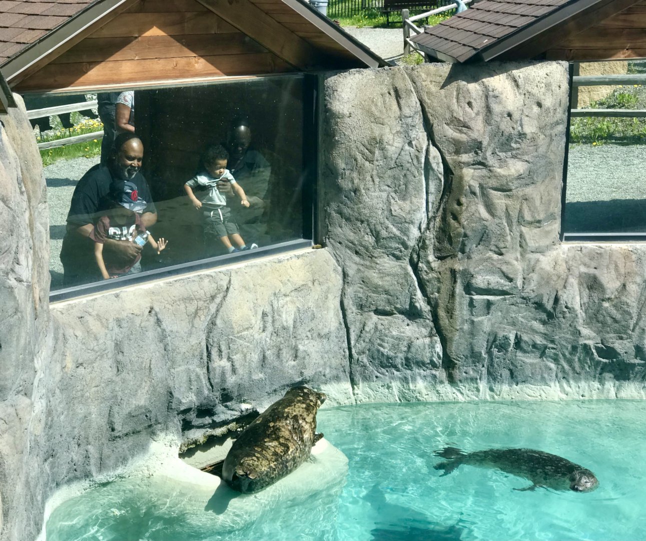 Pacific Harbor Seal Exhibit