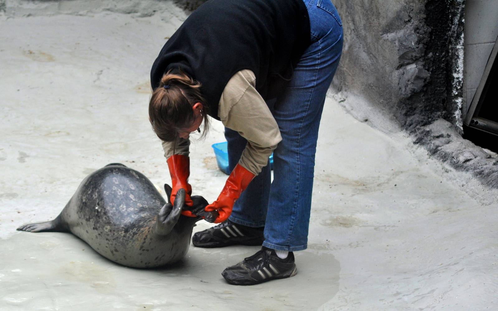 Pacific Harbor Seal Health Check