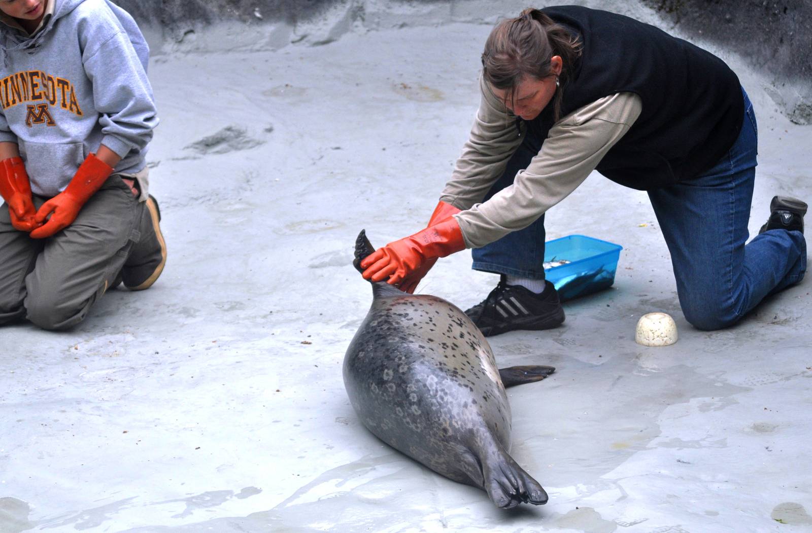 Pacific Harbor Seal Health Check
