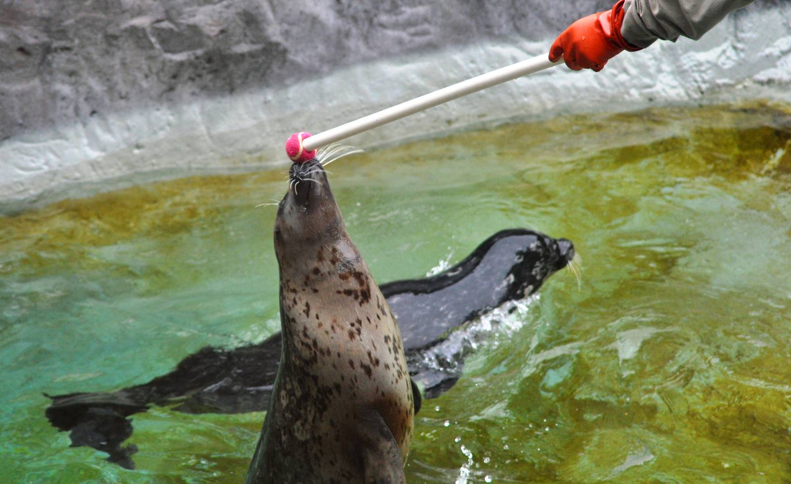 Pacific Harbor Seal Health Check
