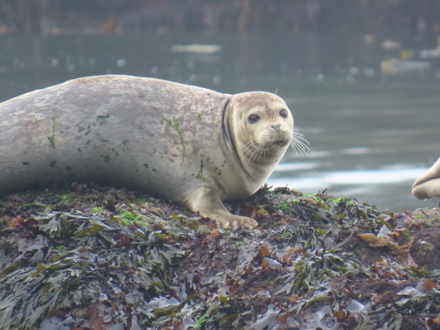 Pacific Harbor Seal (Phoca vitulina richardii)