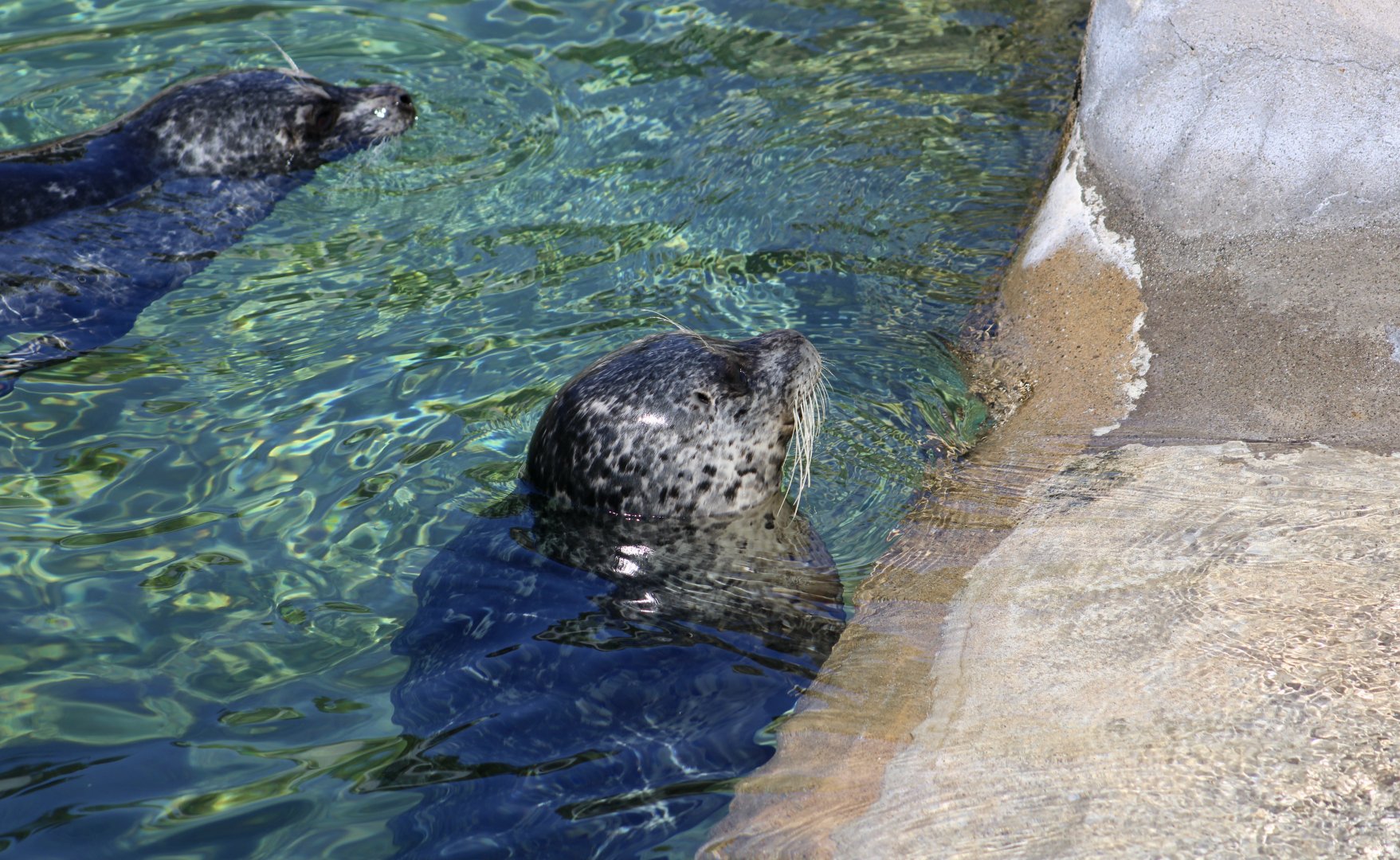 Pacific Harbor Seal (Phoca vitulina richardsi)