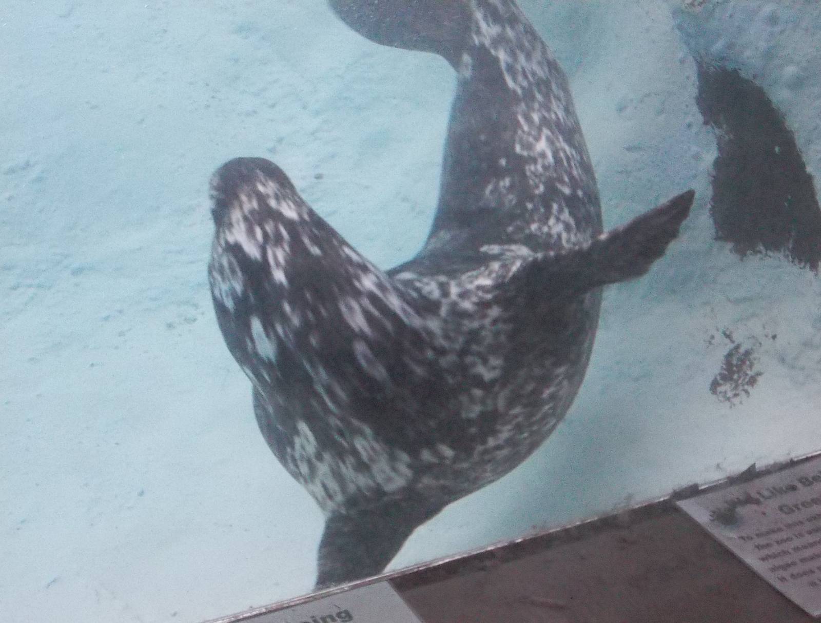 Pacific Harbor Seal Underwater View