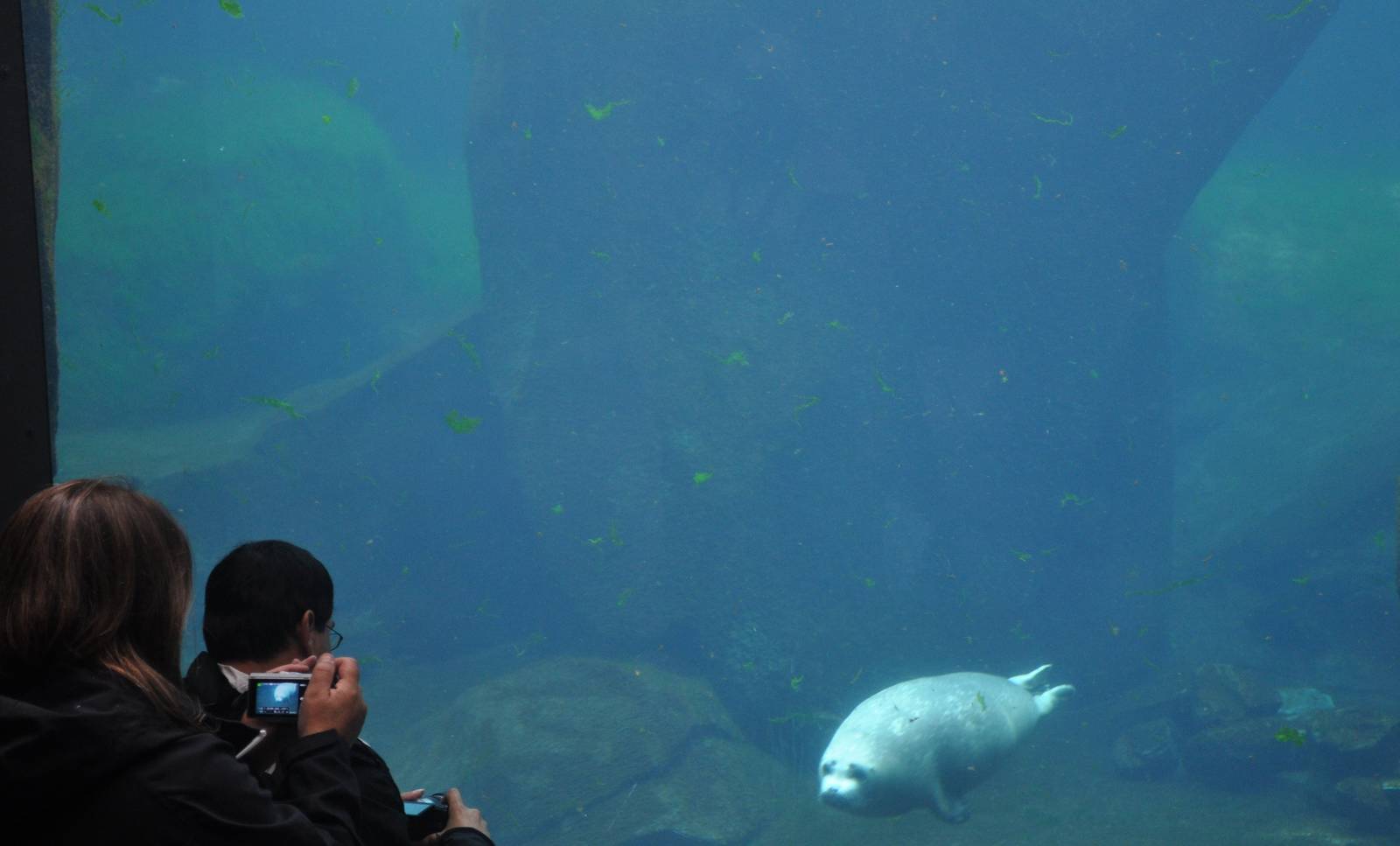 Pacific Harbor Seal - Underwater Viewing Area
