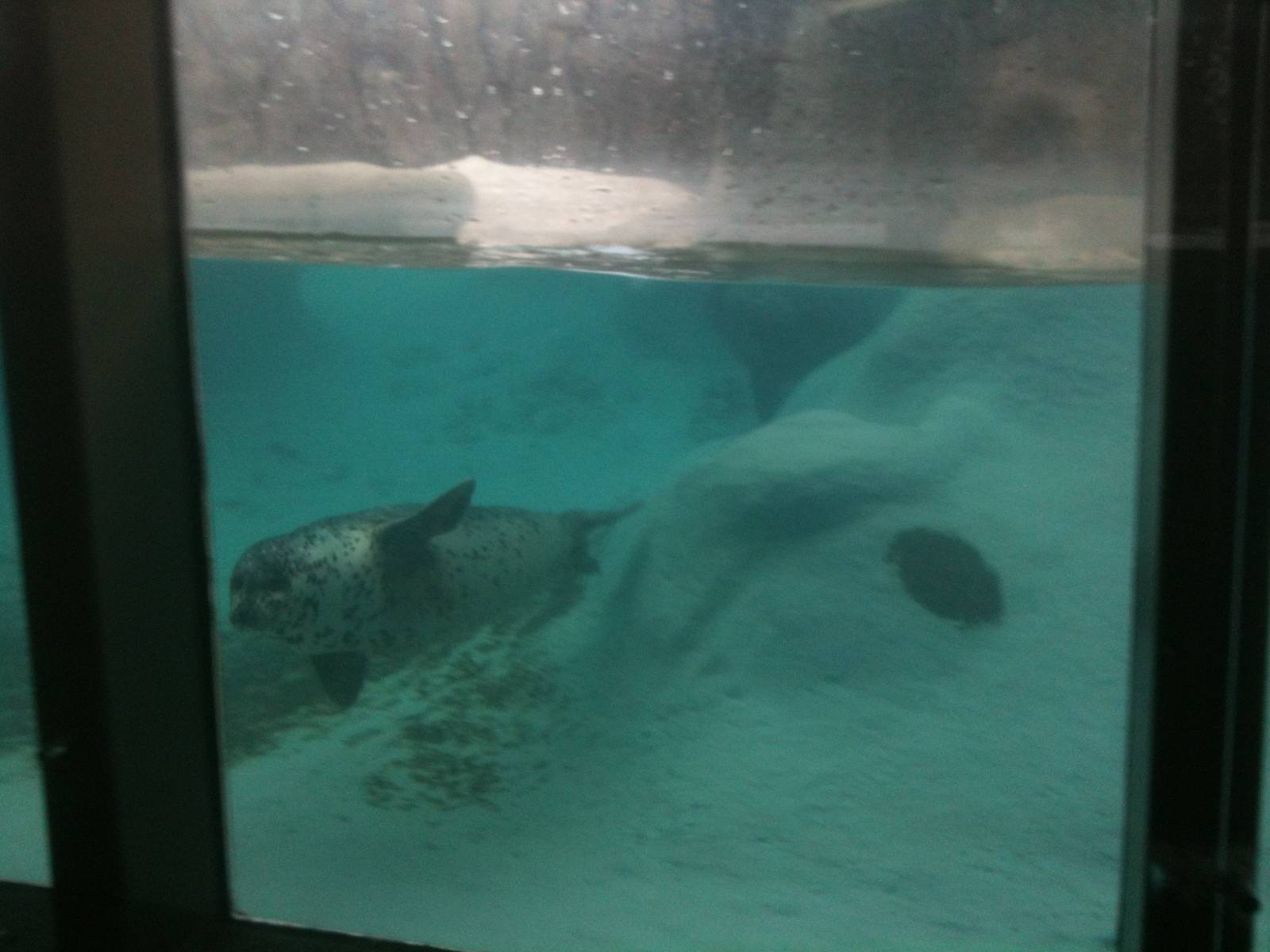 Pacific Harbor Seal -  Underwater Viewing