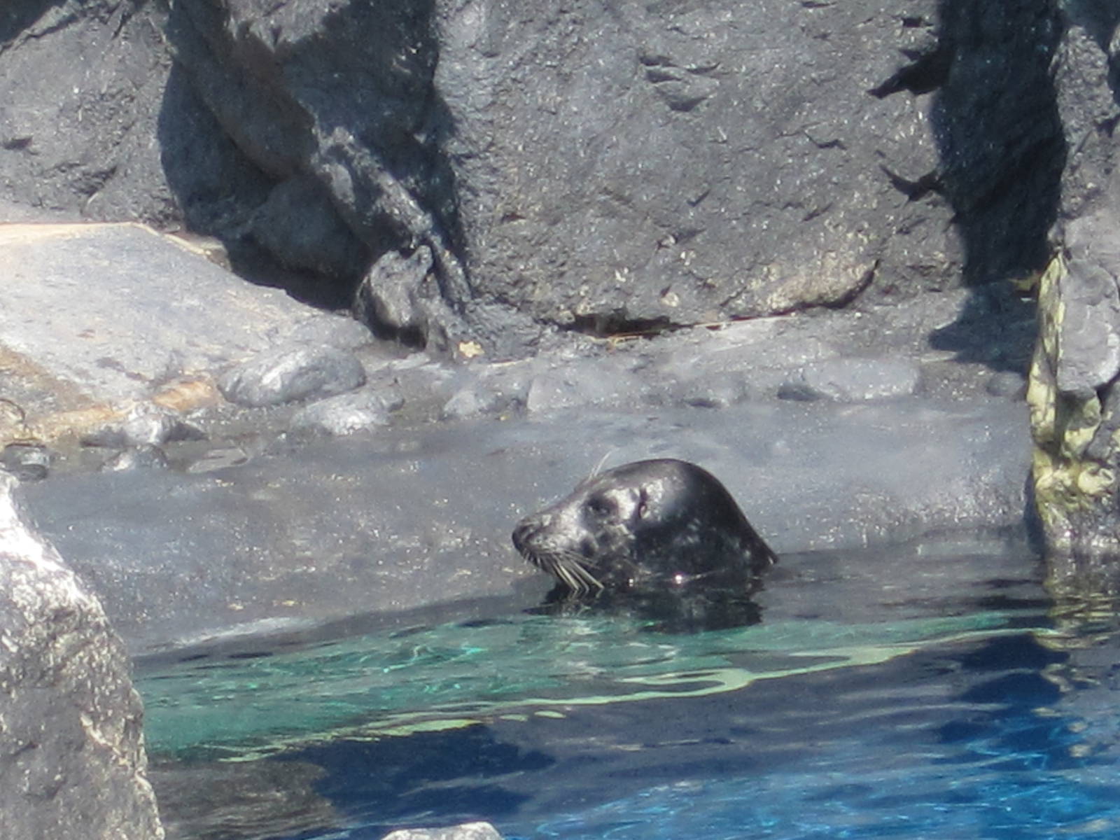 Pacific Harbor Seal