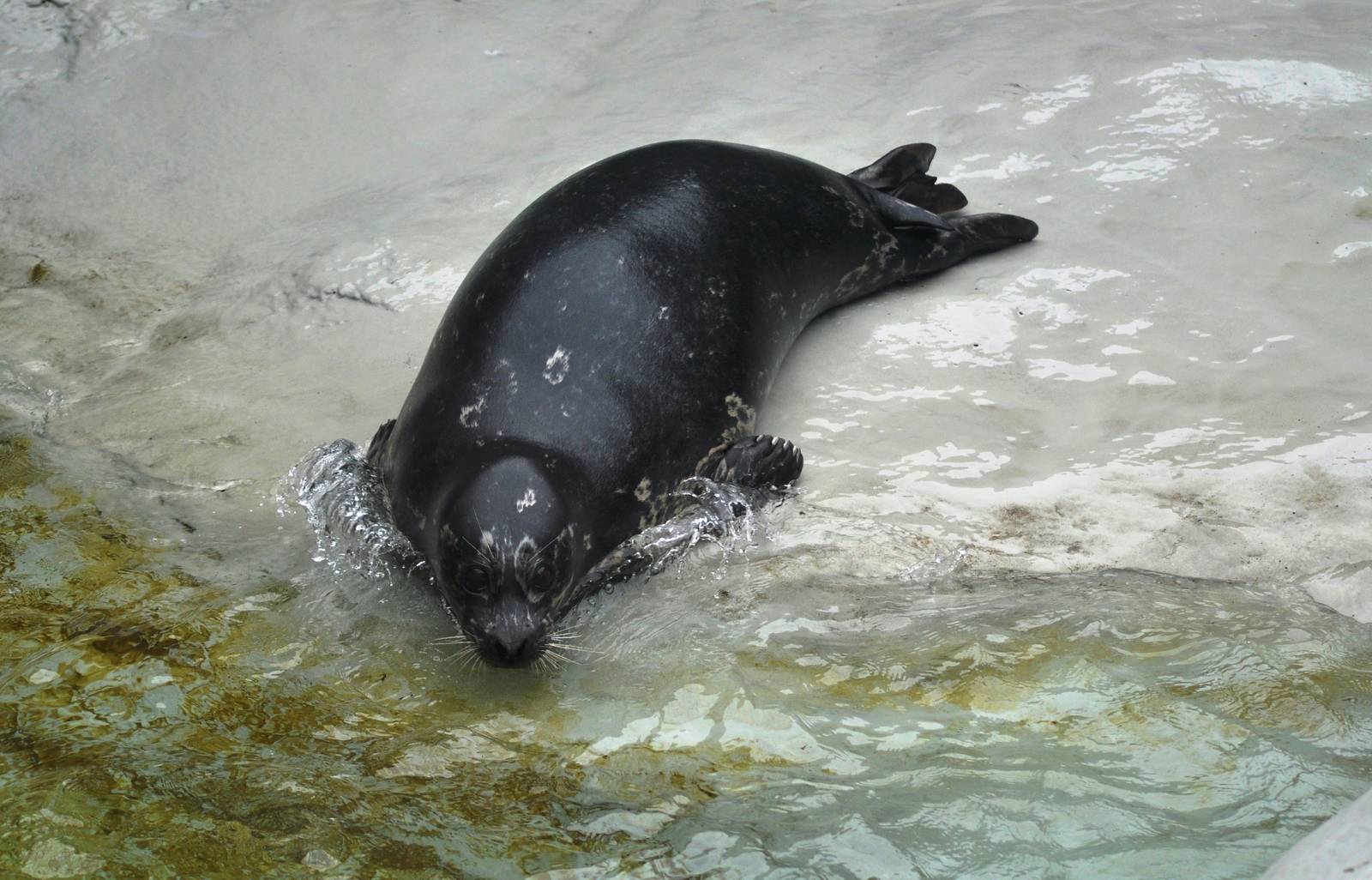 Pacific Harbor Seal