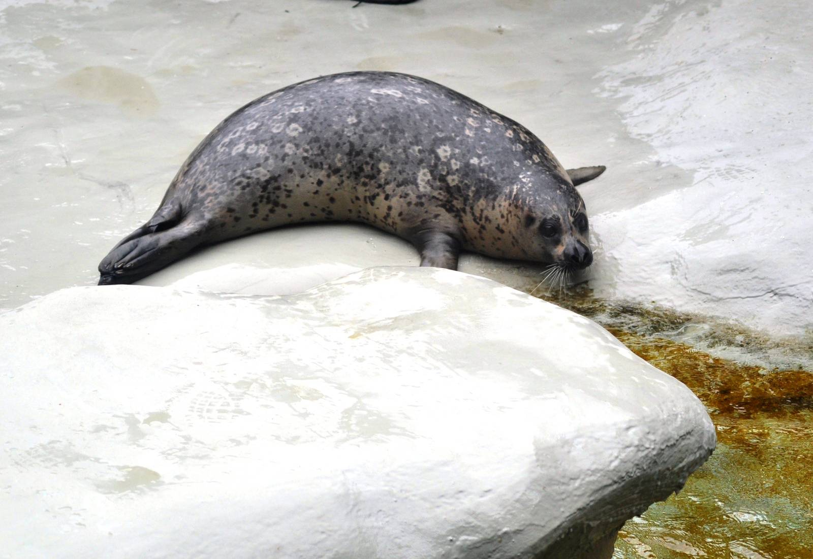 Pacific Harbor Seal