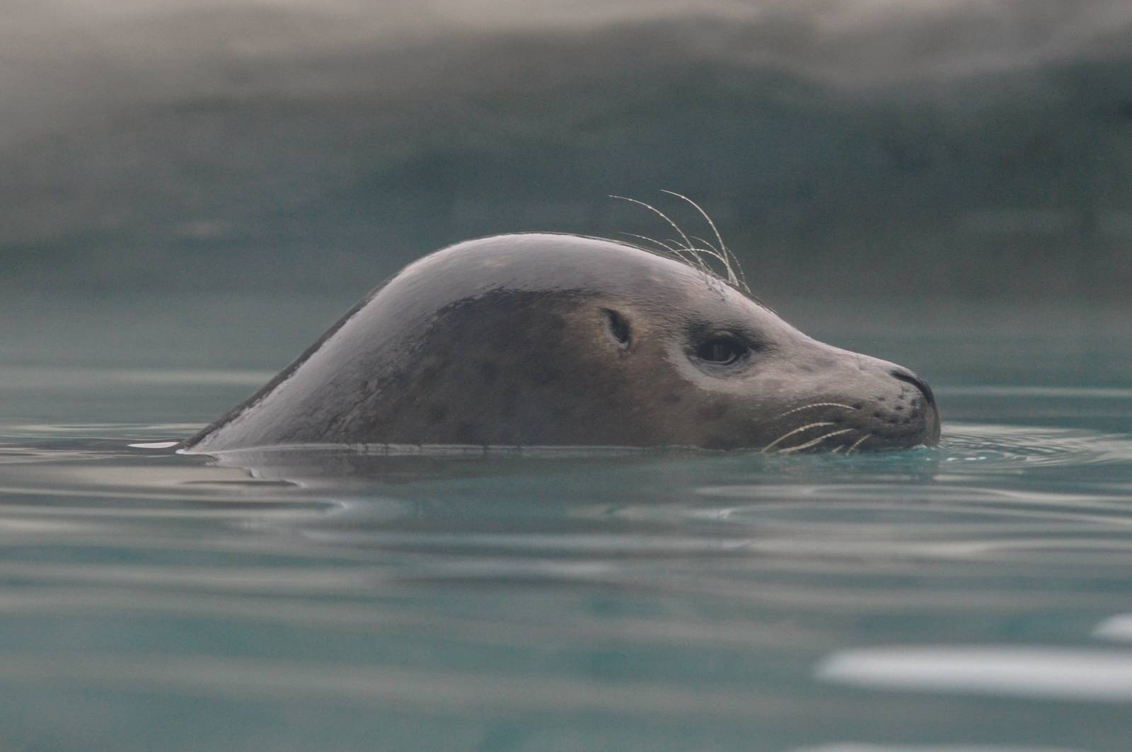 Pacific Harbor Seal