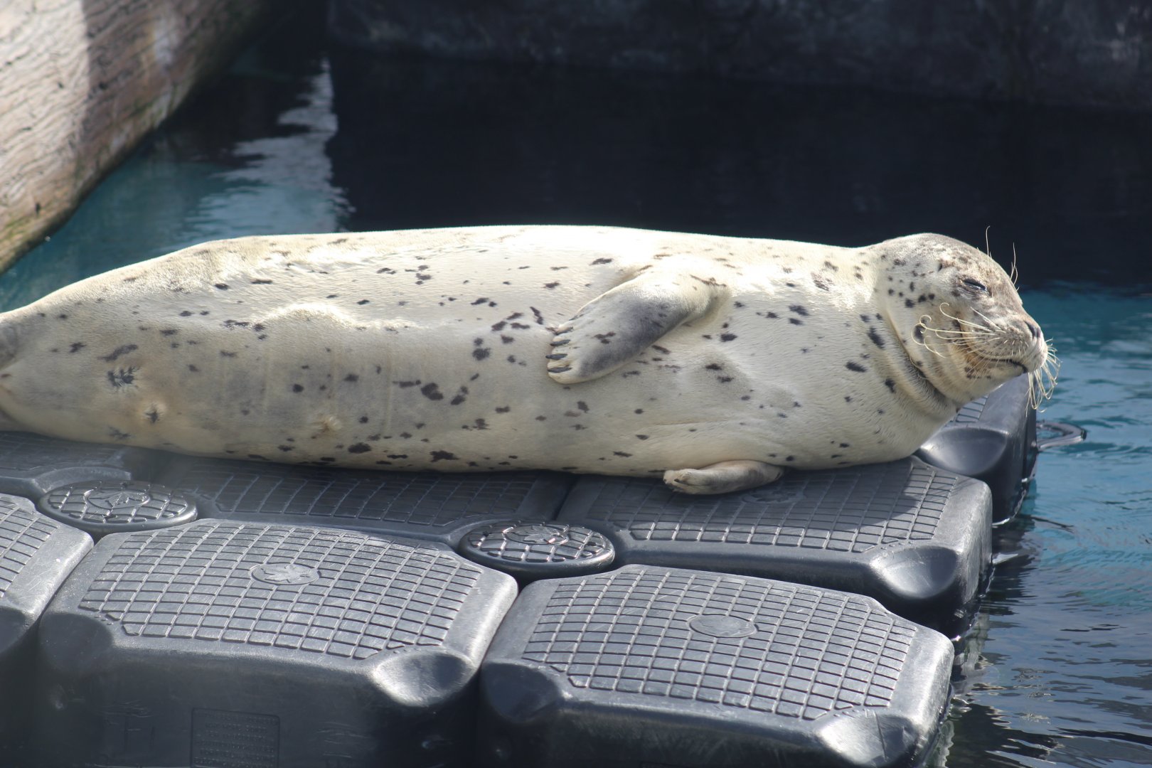 Pacific Harbor Seal