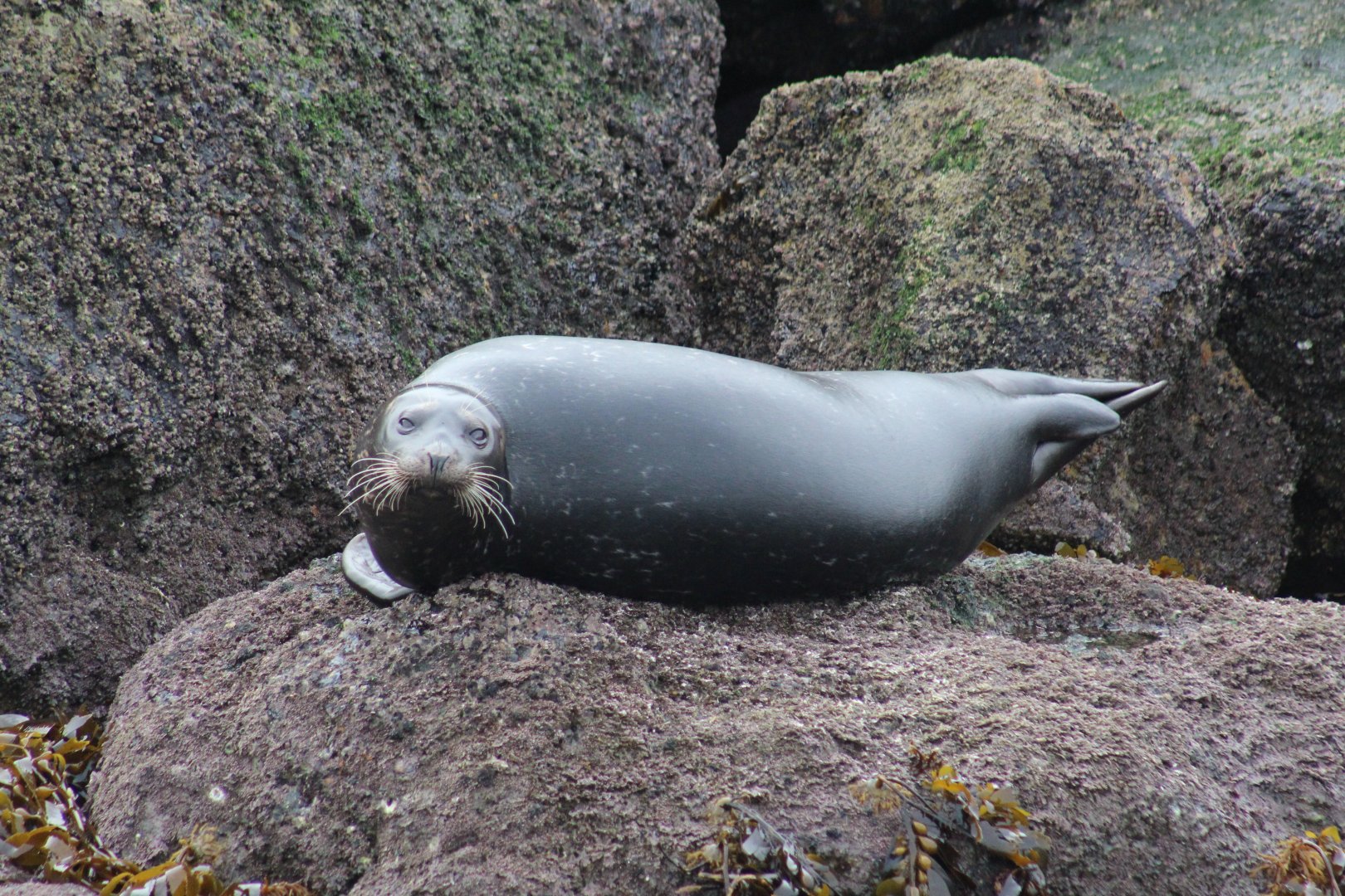 Pacific Harbor Seal
