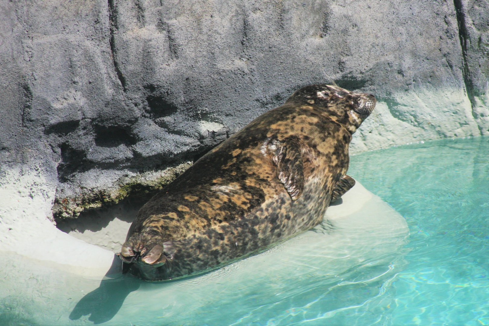 Pacific Harbor Seal