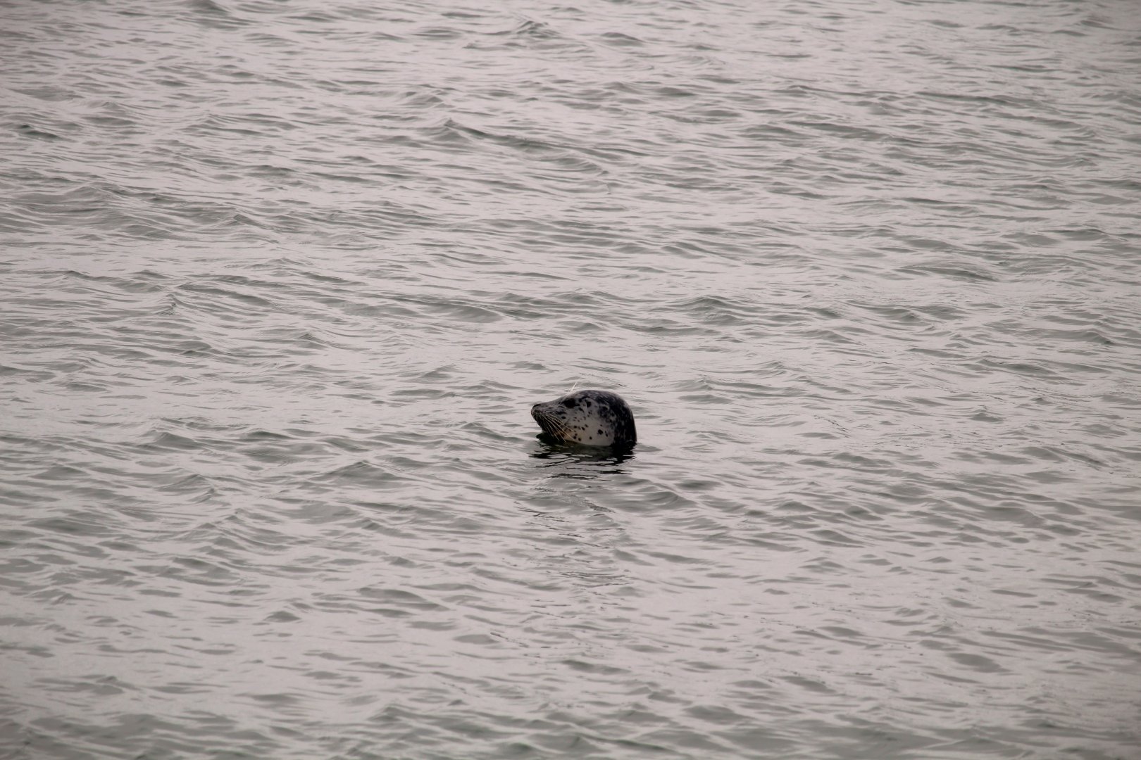Pacific Harbor Seal