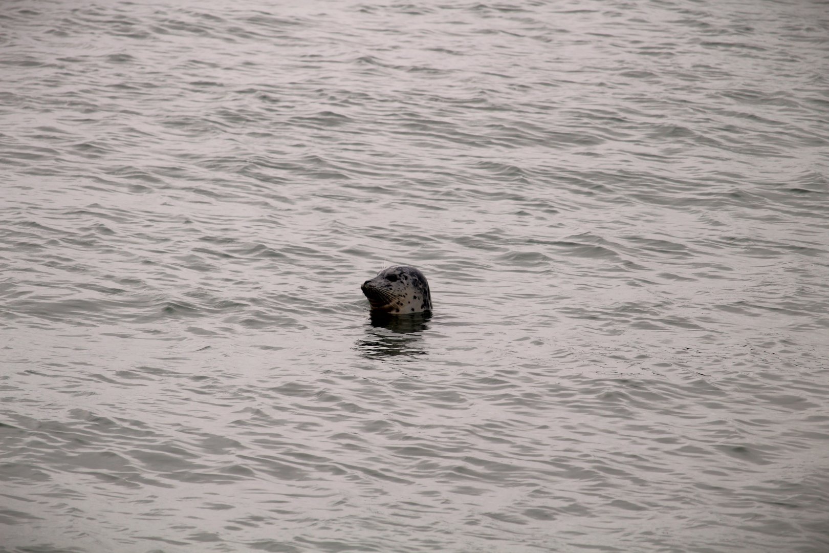Pacific Harbor Seal