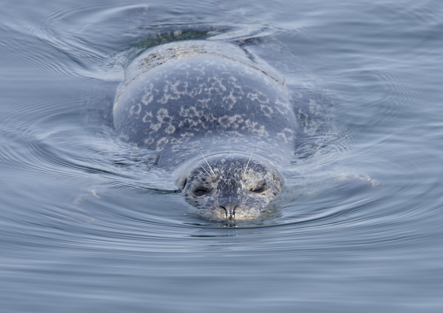 Pacific harbor seal