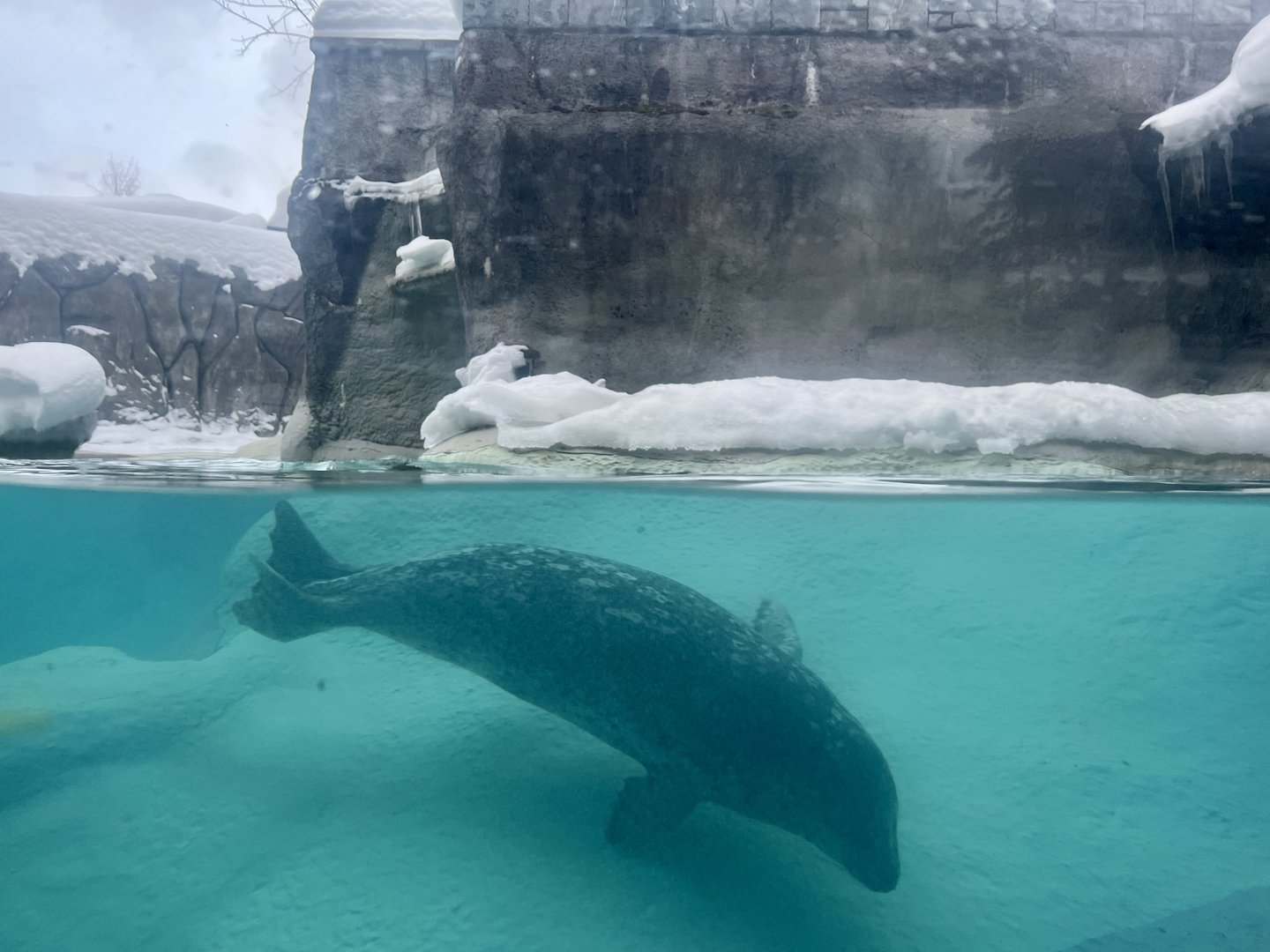 Pacific Harbor Seal