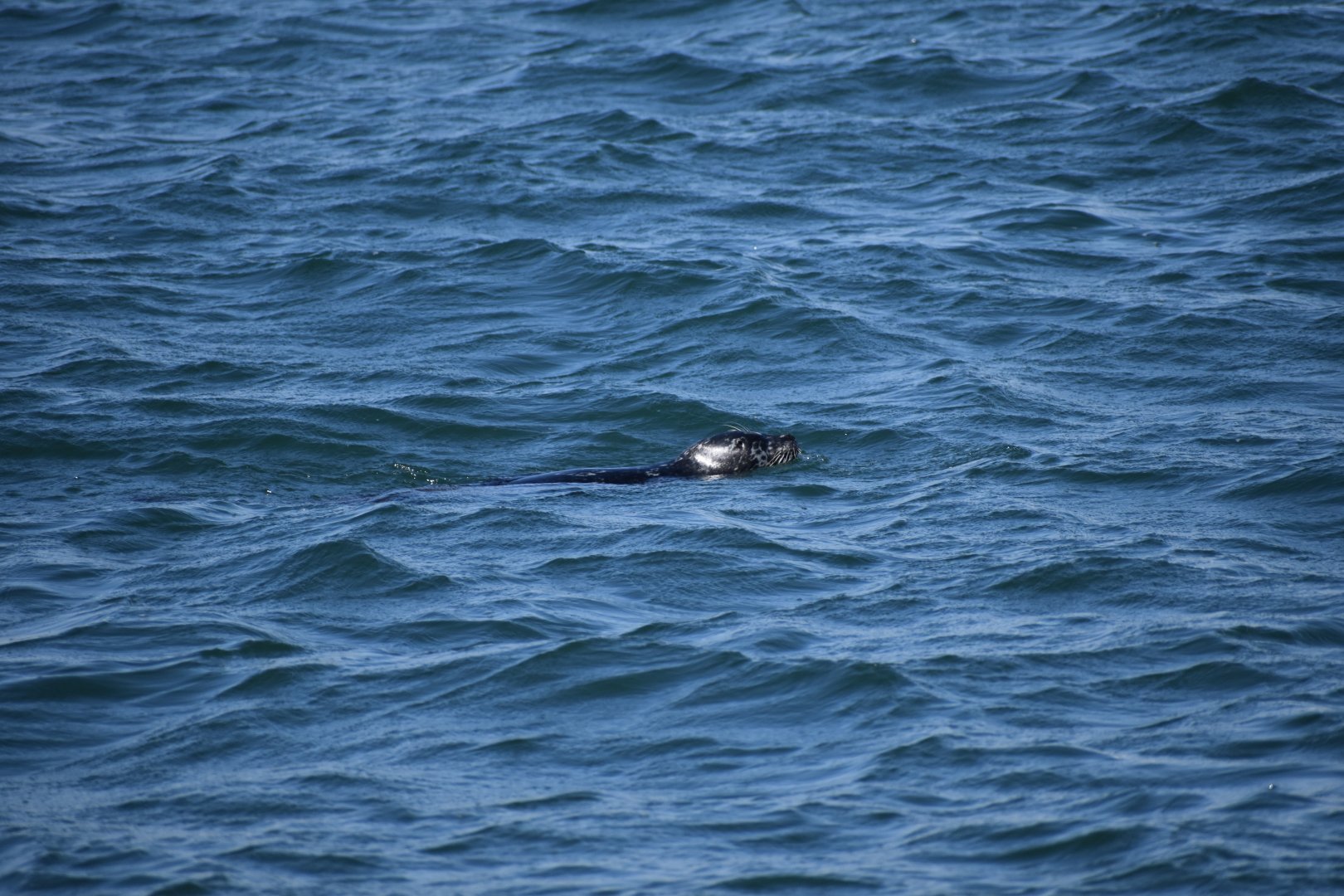 Pacific Harbor Seal