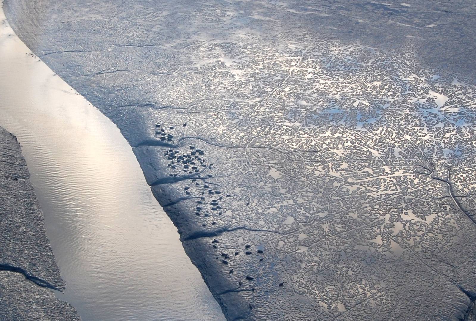 Pacific Harbor Seals - Alaska