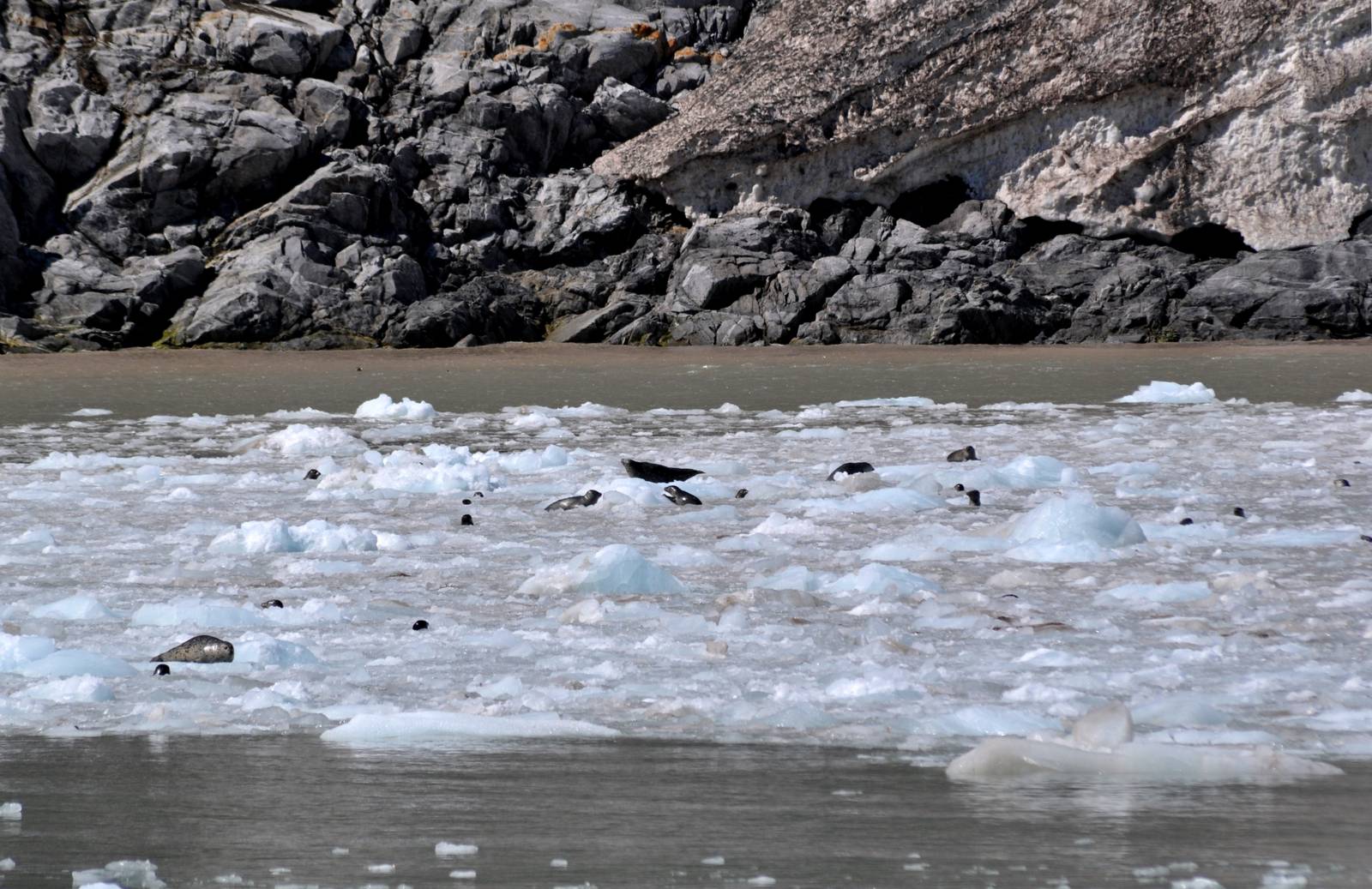 Pacific Harbor Seals - Alaska