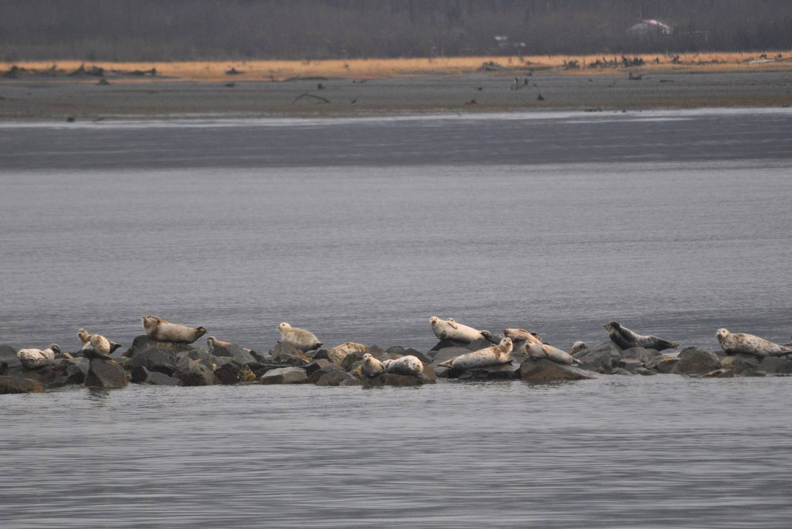 Pacific Harbor Seals - Alaska
