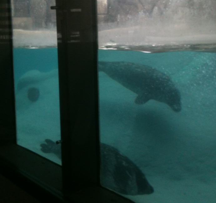 Pacific Harbor Seals