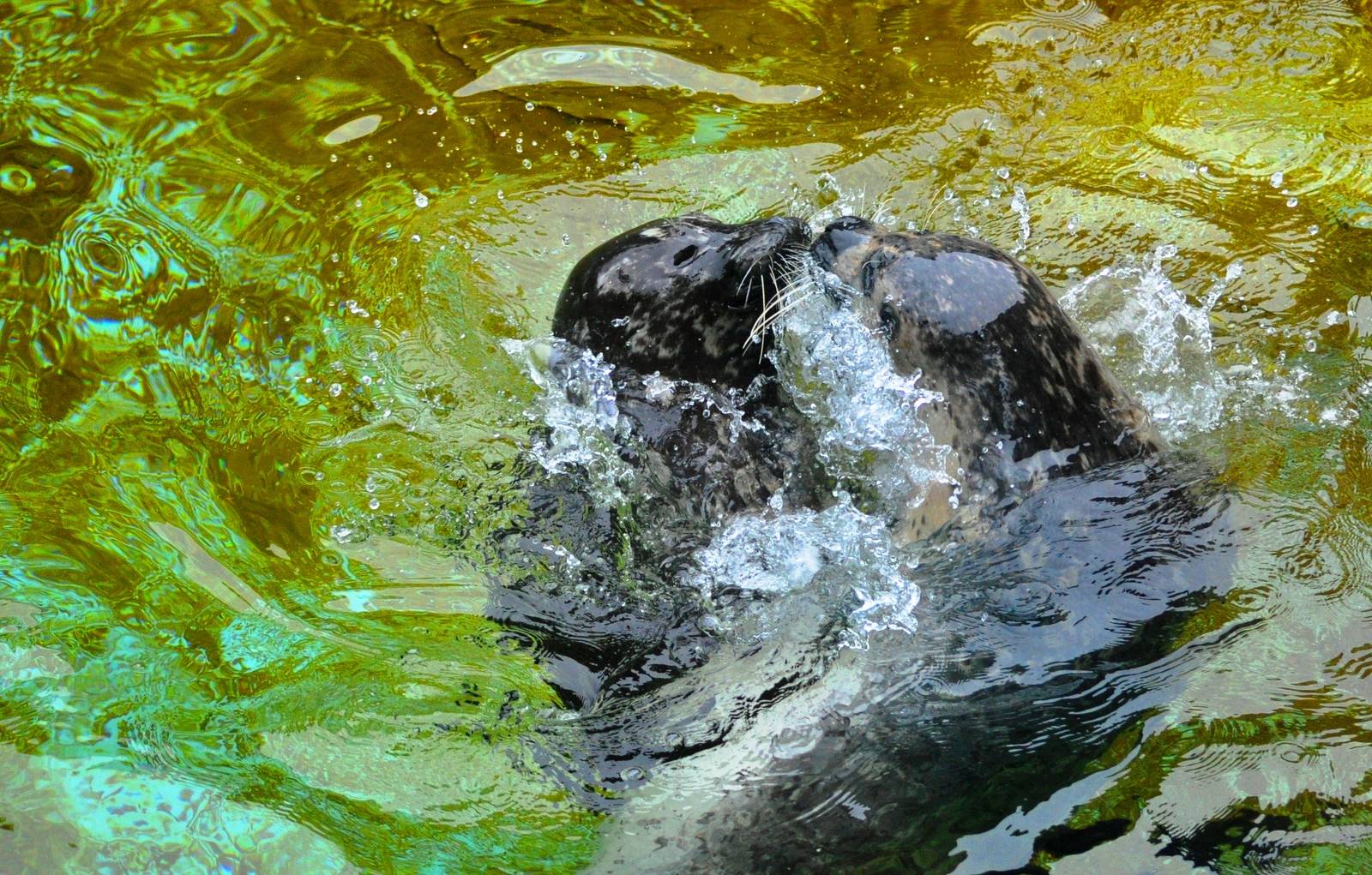 Pacific Harbor Seals