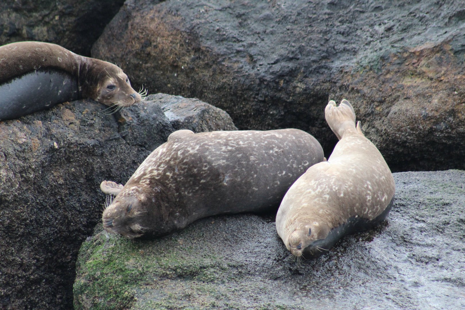 Pacific Harbor Seals