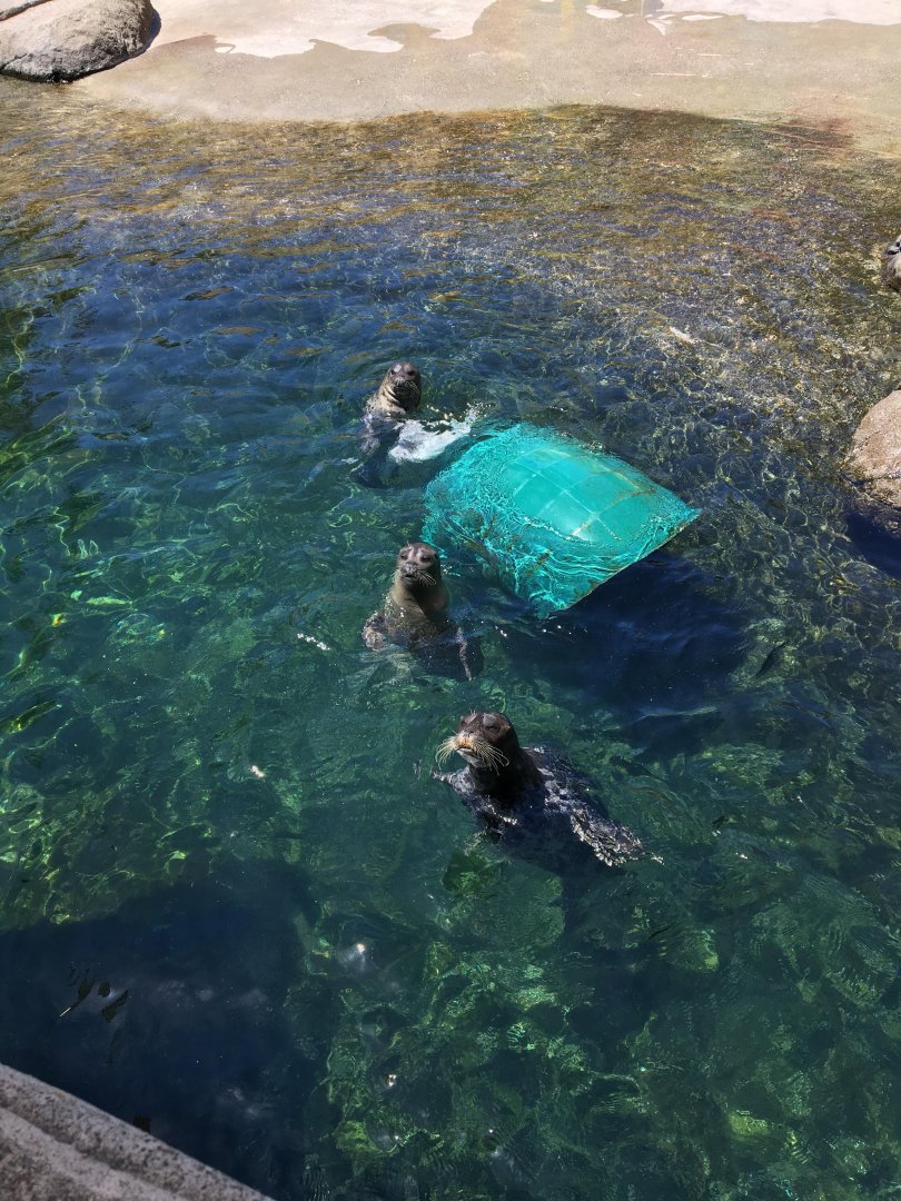 Pacific harbor seals