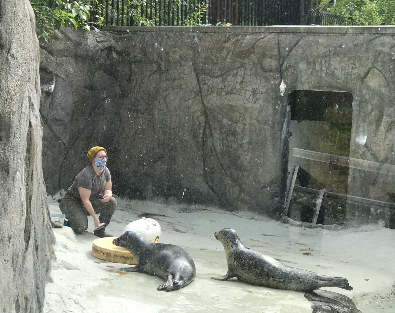 Pacific Harbor Seals