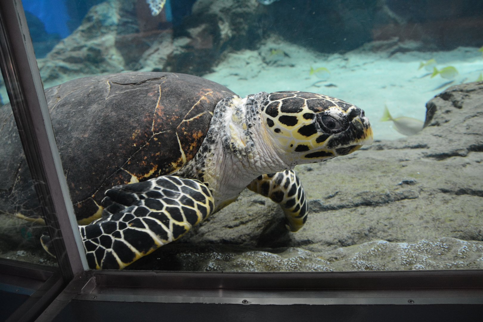 Pacific hawksbill turtle (Eretmochelys imbricata "bissa")