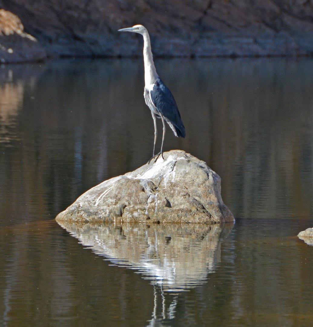Pacific heron