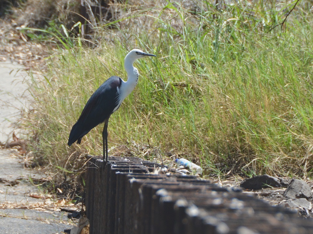 Pacific heron