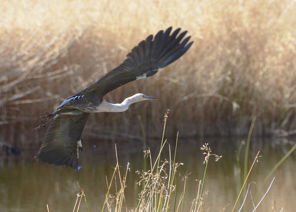 Pacific heron