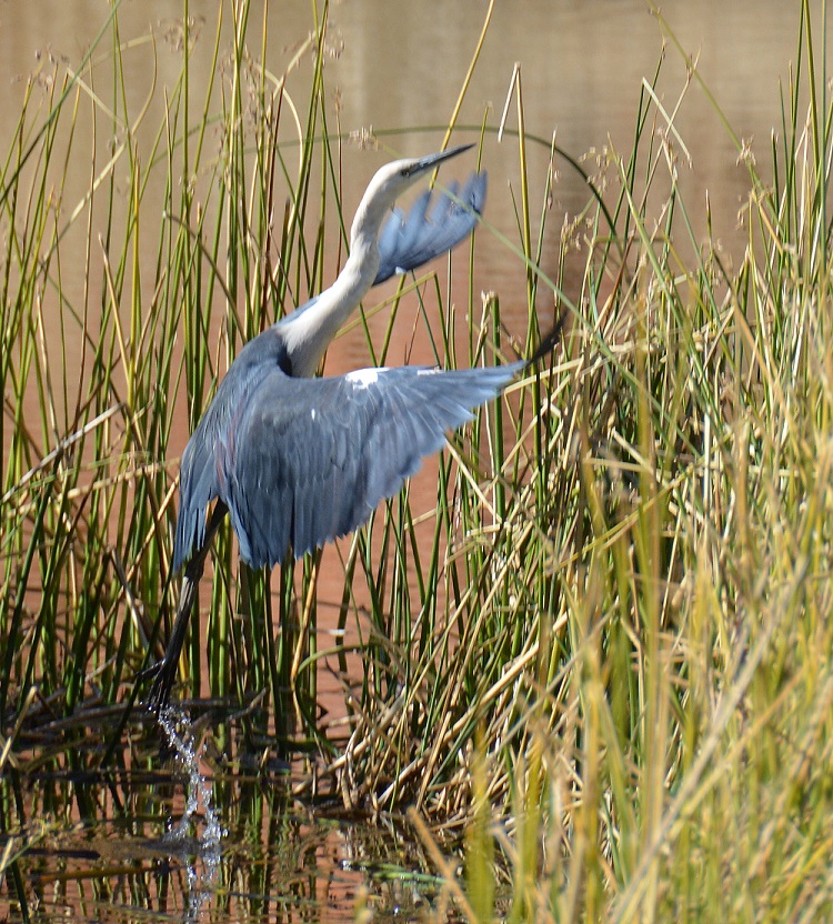 Pacific heron