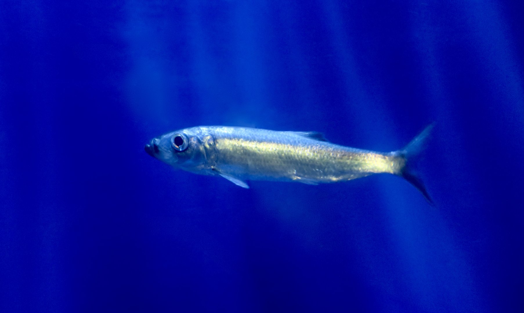 Pacific Herring (Clupea pallasii)