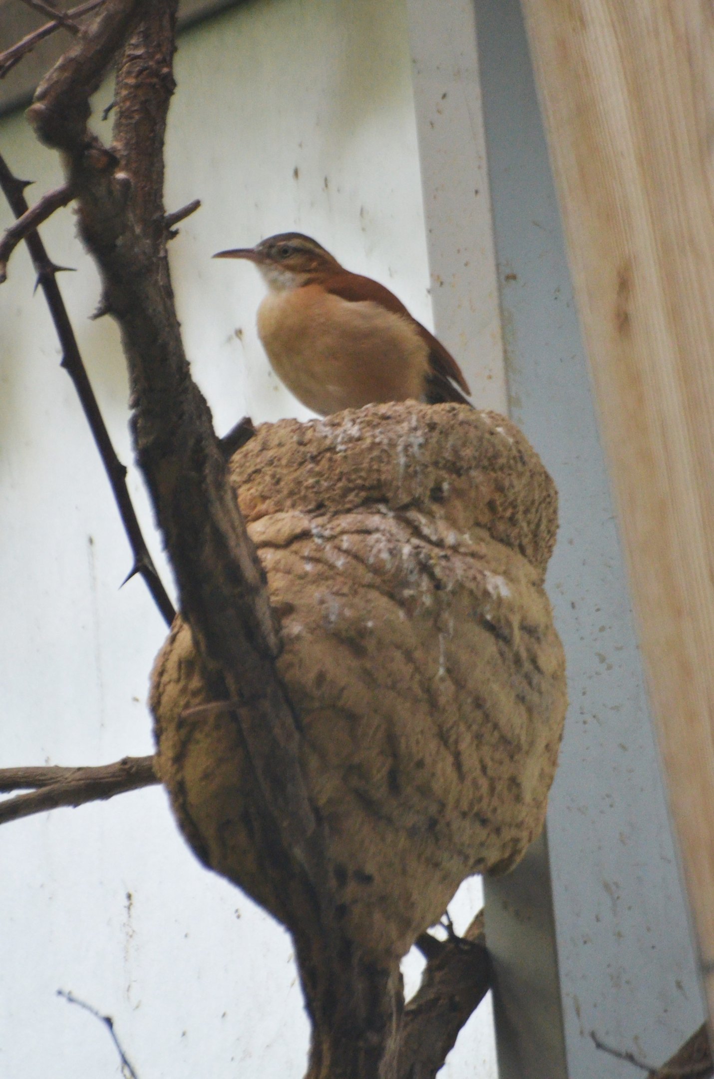 Pacific Hornero at Wuppertal, 16/06/19