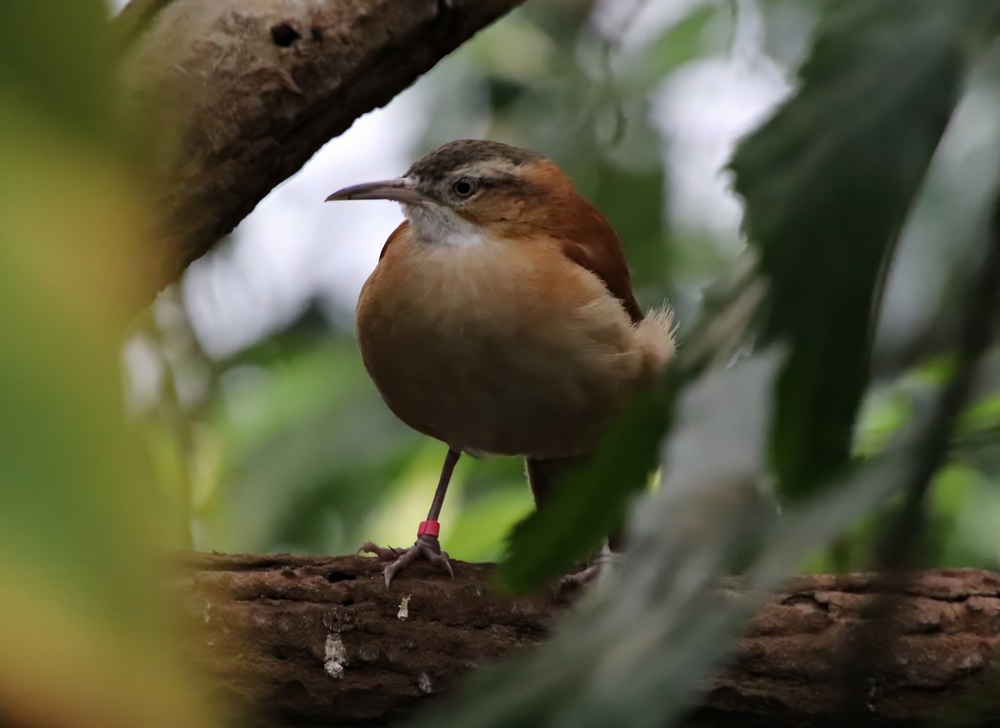 Pacific hornero (Furnarius cinnamomeus)