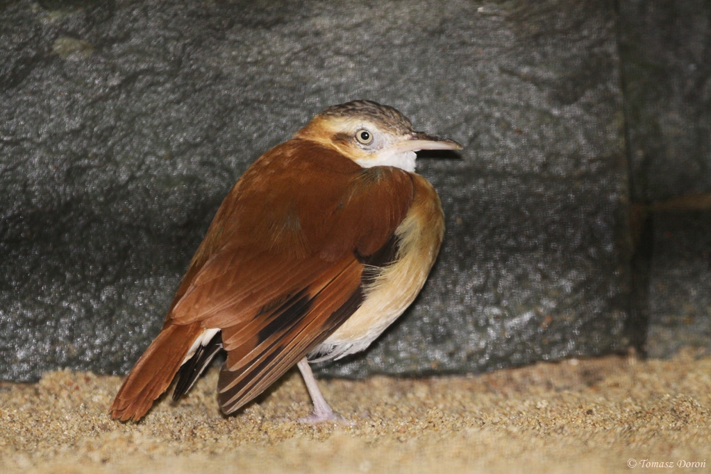 Pacific Hornero (Furnarius longirostris)