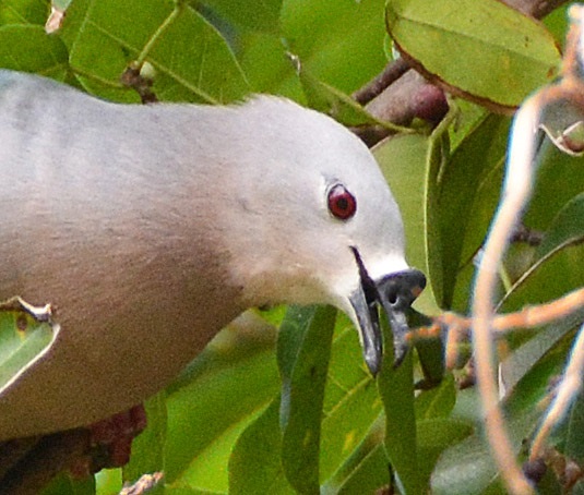 Pacific Imperial pigeon -- Cook Islands