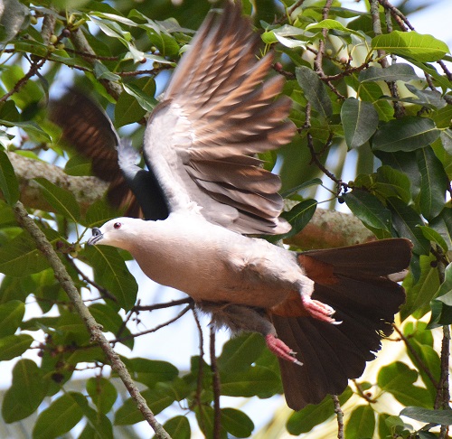 Pacific Imperial pigeon -- Cook Islands