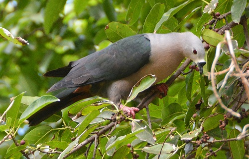 Pacific Imperial pigeon -- Cook Islands
