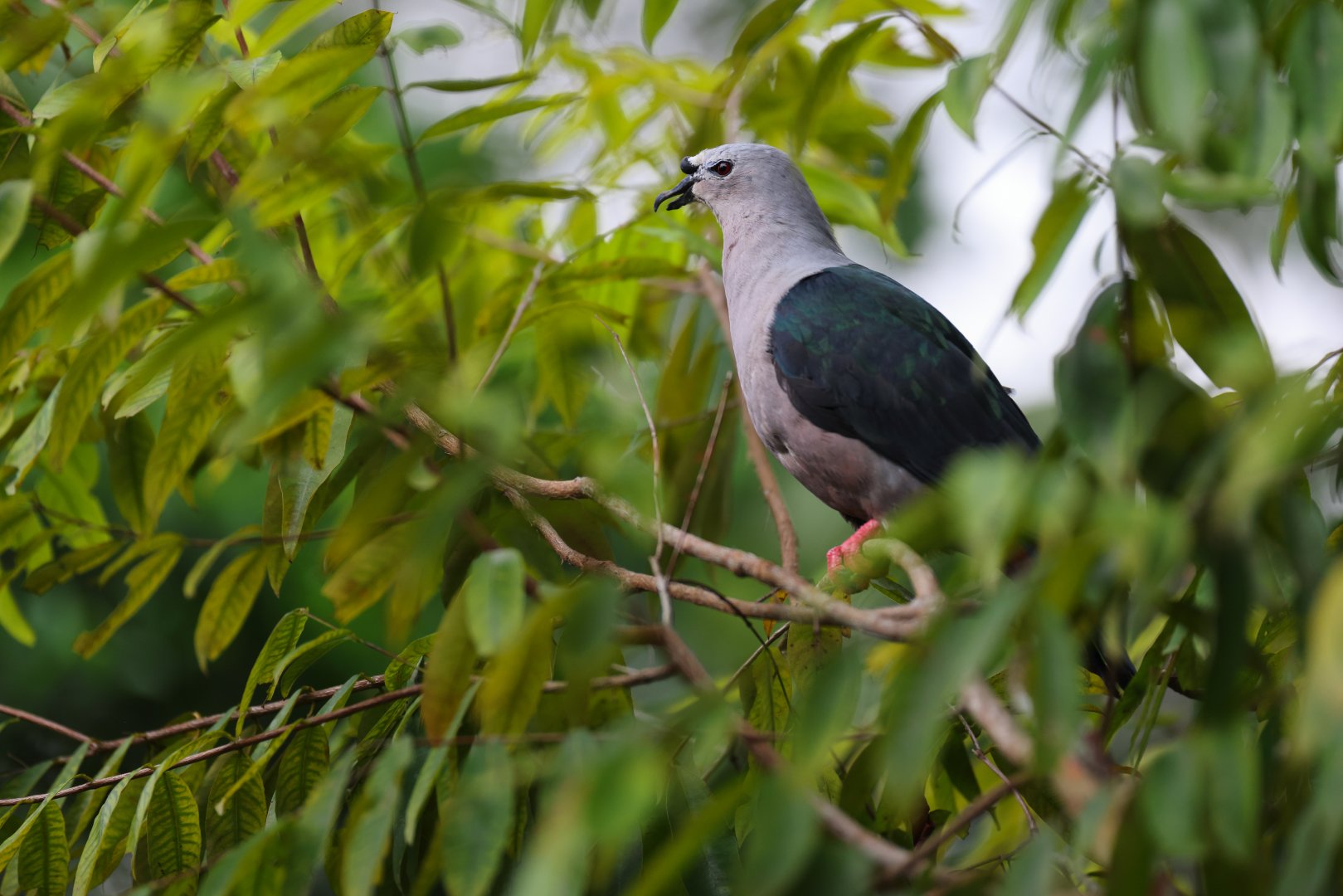 Pacific Imperial-pigeon (Ducula pacifica) - Mysterious Papua