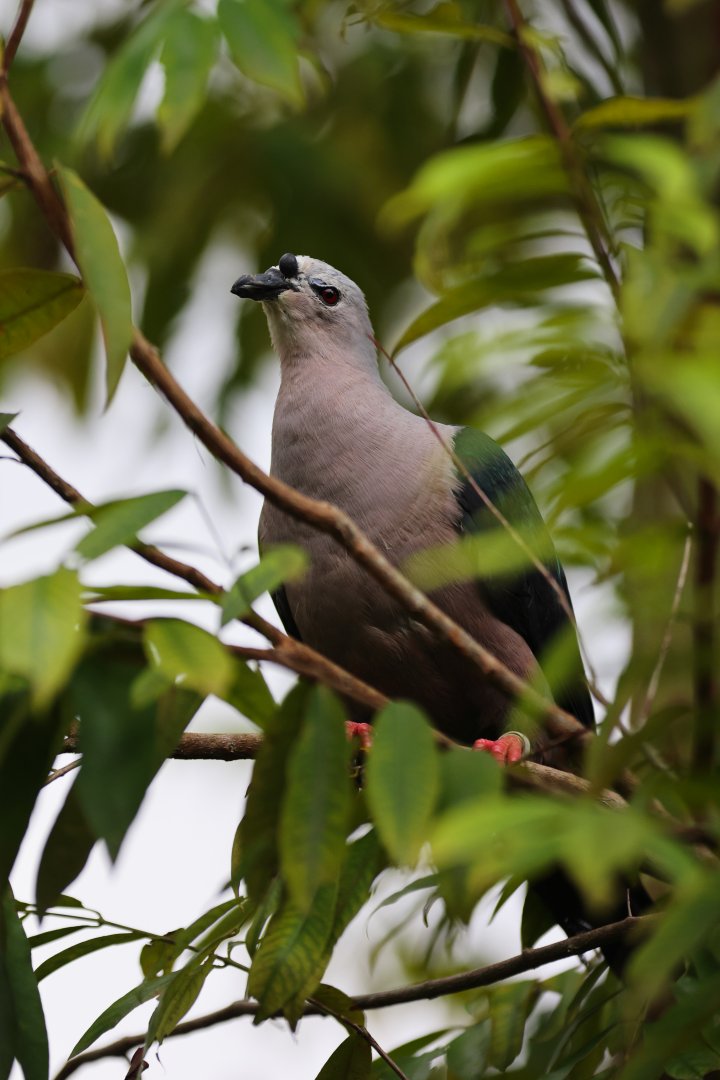 Pacific Imperial-pigeon (Ducula pacifica) - Mysterious Papua
