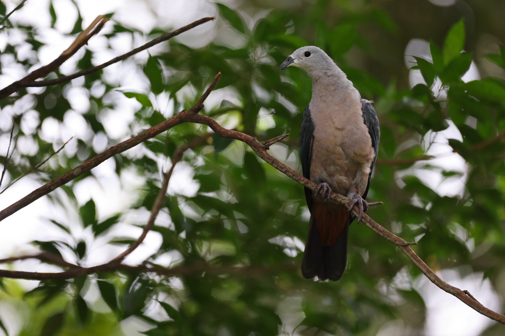 Pacific Imperial-pigeon (Ducula pacifica) - Mysterious Papua