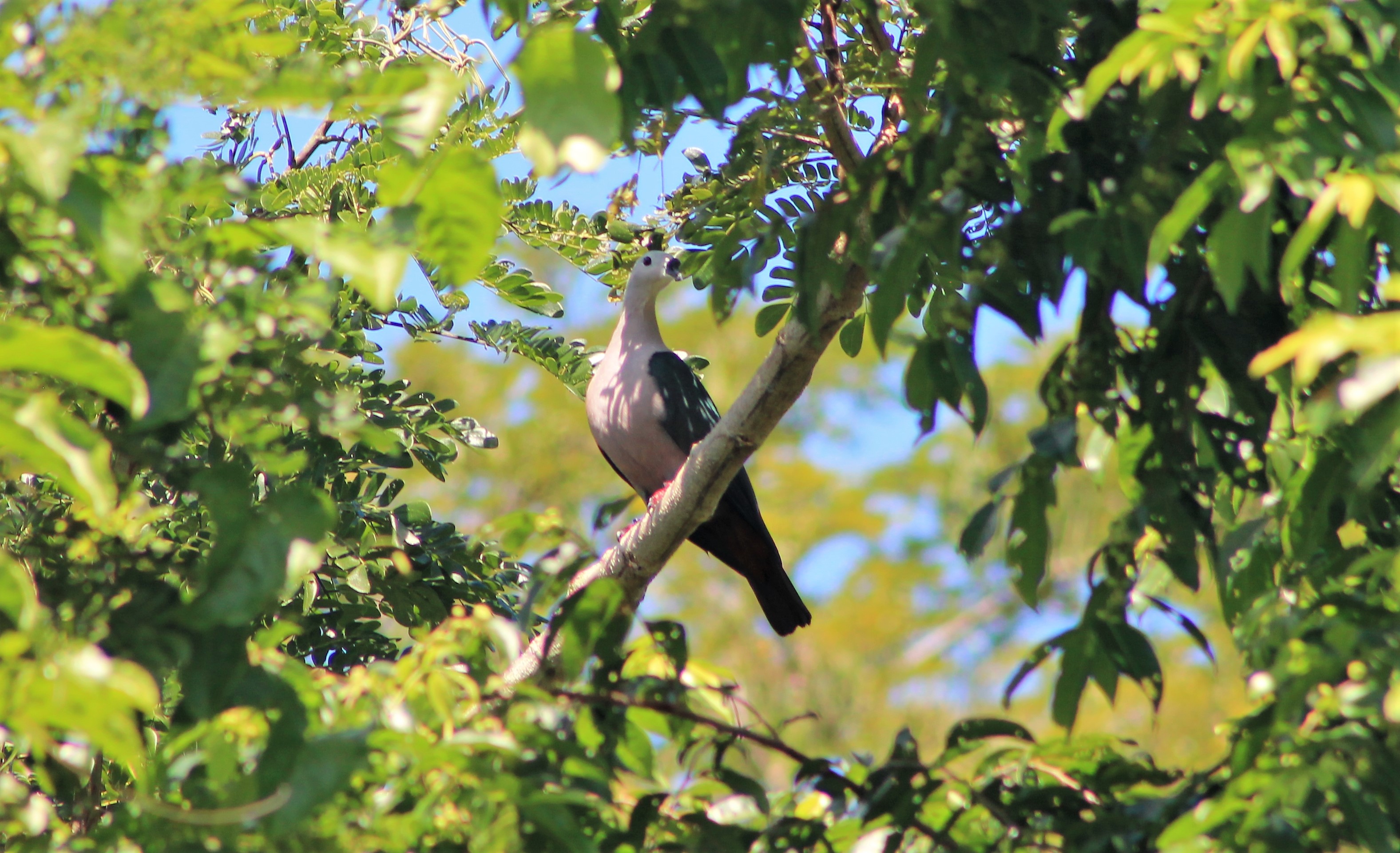 Pacific Imperial Pigeon (Ducula pacifica pacifica)