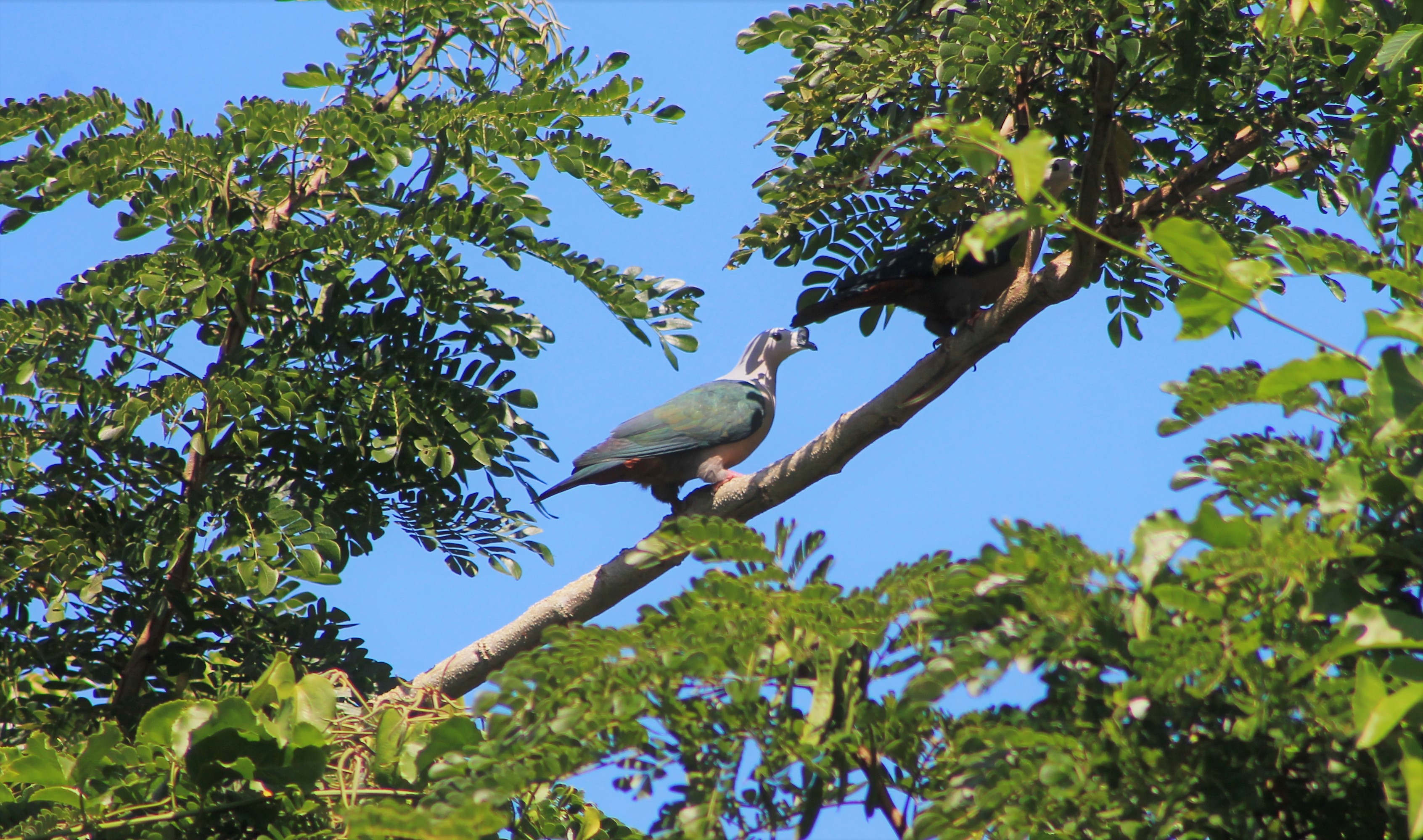 Pacific Imperial Pigeon (Ducula pacifica pacifica)