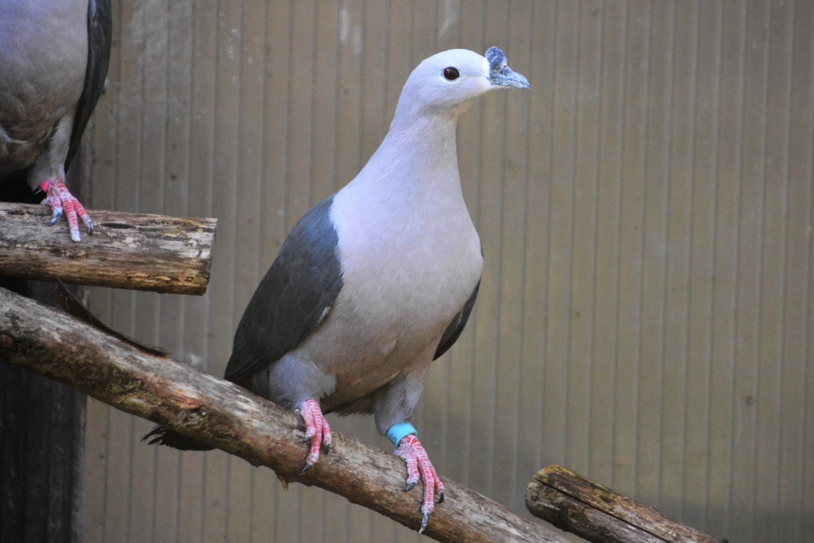 Pacific imperial-pigeon (Ducula pacifica)