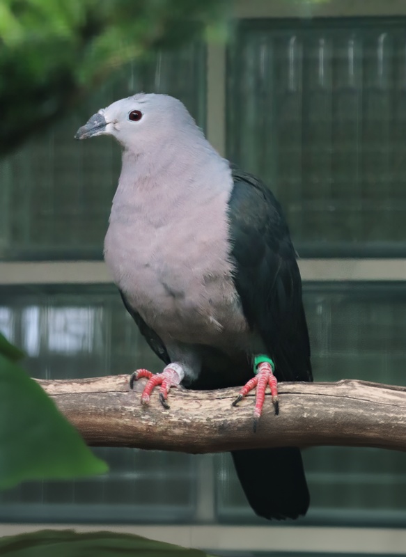 Pacific imperial pigeon (Ducula pacifica)